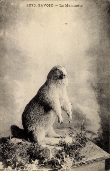 Ak Savoie, Alpenmarmot