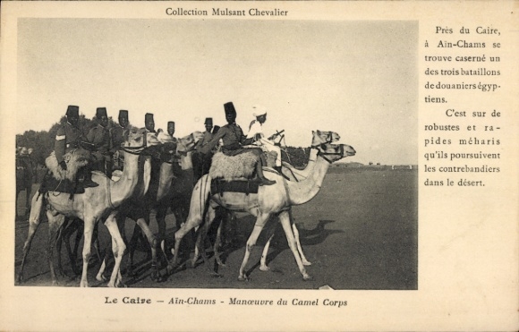 Postcard Ain Chams Cairo Egypt, Manoeuvre du Camel Corps