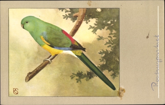 Artist PC Singing Parakeet, Psephotus haematonotus
