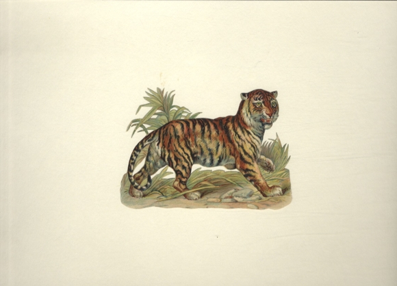 Wafer Tiger, size approx. 9 x 13 cm