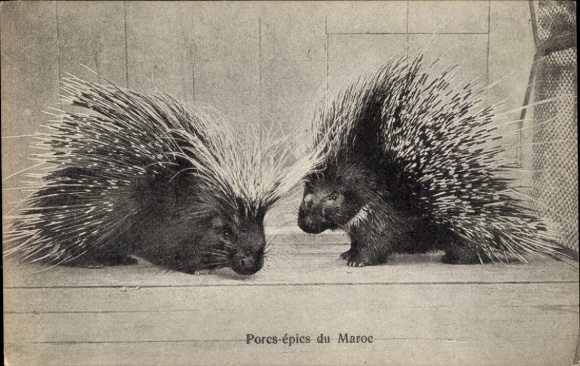 Postcard Morocco, porcupines