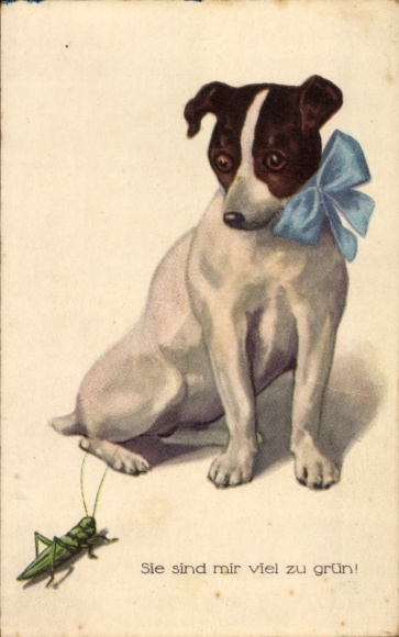 Postcard dog and grasshopper, they are much too green for me