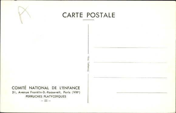 Postcard Perruches Platycerques, flat-tailed parakeets