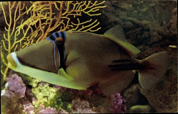 Postcard fish in aquarium, triggerfish