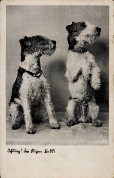Ak Twee Terriërs, Honden, Aandacht, Ogen Links