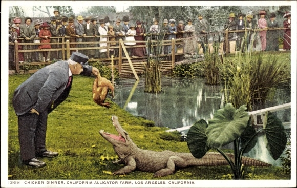 Postcard Los Angeles California USA, Chicken Dinner, Alligator Farm