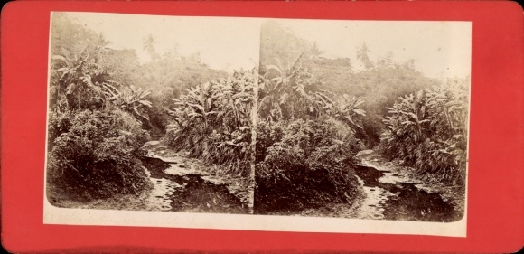 Stereo CdV Java Indonesia, mudflat plants