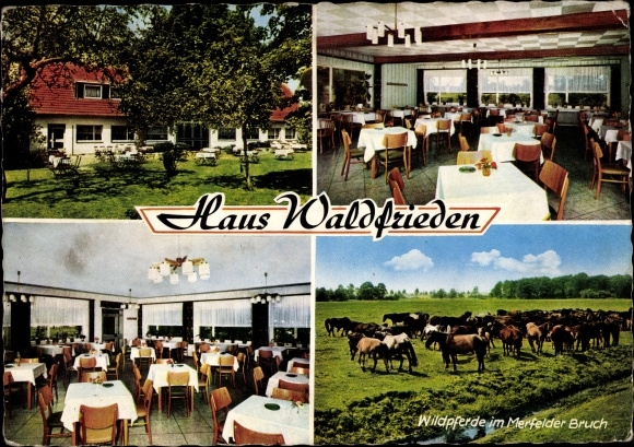 Postcard Dülmen in Münsterland, Haus Waldfrieden, wild horses in the Merfelder Bruch