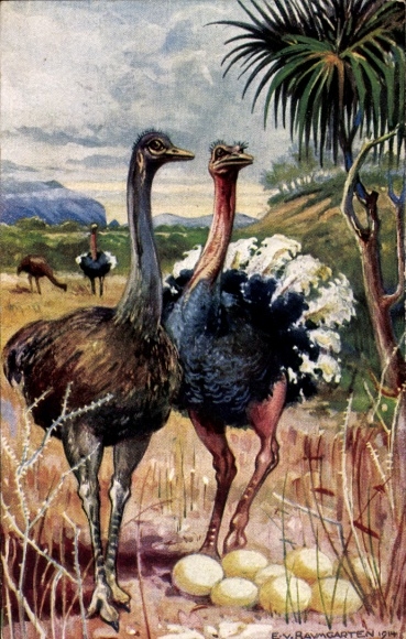 Artist Postcard Baumgarten, E. von, ostriches in South West Africa, ostrich eggs, German colonial areas