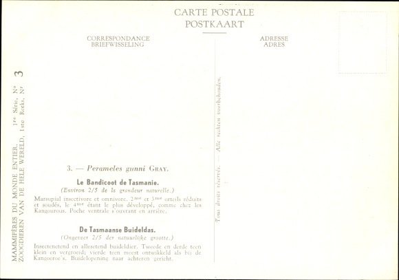 Postcard Perameles gunnii, Tasmanian bandicoot, Institut Royal des Sciences Naturelles Belgique
