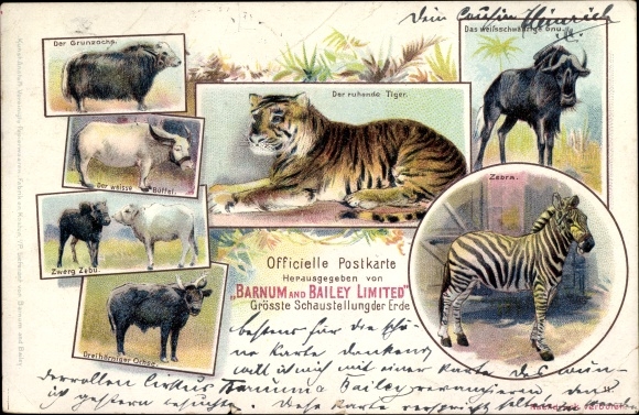 Litho Zirkus Barnum & Bailey, Tiger, Zebra, Gnu, Büffel, Ochse, Zebu