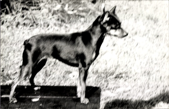 Foto Hund, Portrait