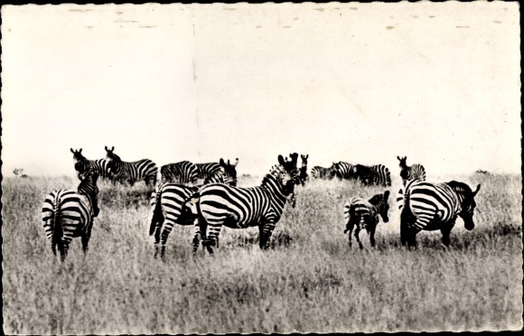 Postcard Herd of Zebras, Zebras