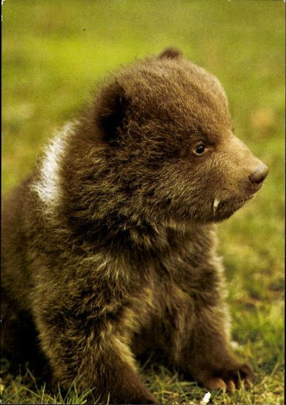 10 old PC bears, raccoons, various views