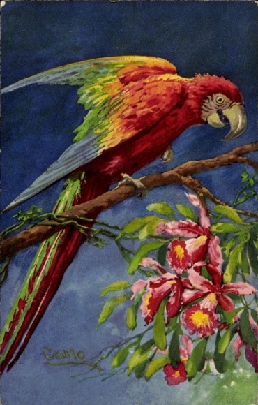 Artist Postcard Parrot Ara, animal portrait