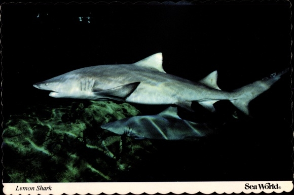 Postcard San Diego Kalifornien USA, Sea World, Lemon Shark, Negaprion breverostris, Hai