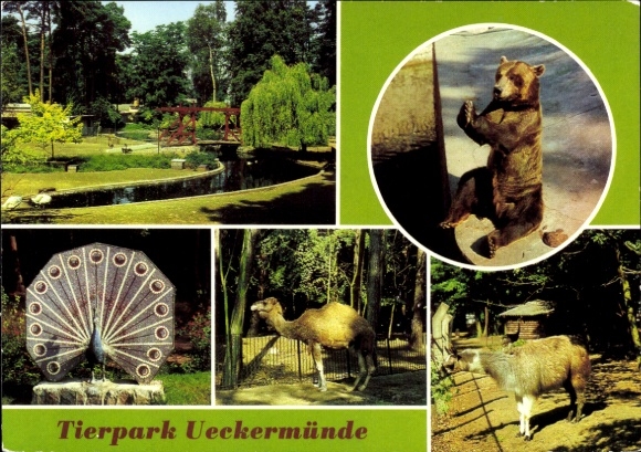 KP Ueckermünde na Pomorzu Zachodnim, park zwierząt niedźwiedź brunatny, dromader, lama, rzeźba mozaikowa, ptactwo wodne...