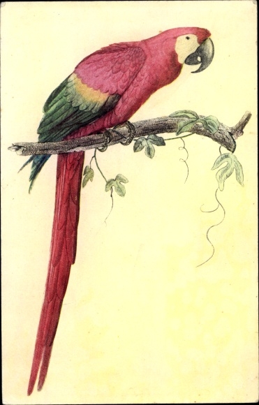 Postcard Ara Aracanga, National Committee for Children Paris