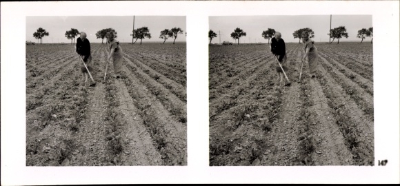 Stereo Raumbild Foto "Die NS-Musterbetriebe 1937-38" Nr. 147, Landwirtschaftl. Betrieb Schwerdtfeger