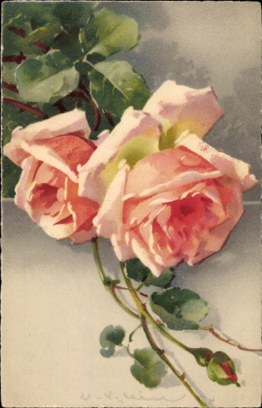Artist Postcard Catharina Klein, Pink Roses, Dewdrops