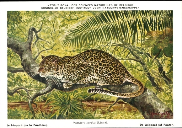 Artist PC Panthera pardus, Leopard, Institut Royal des Sciences Naturelles de Belgique