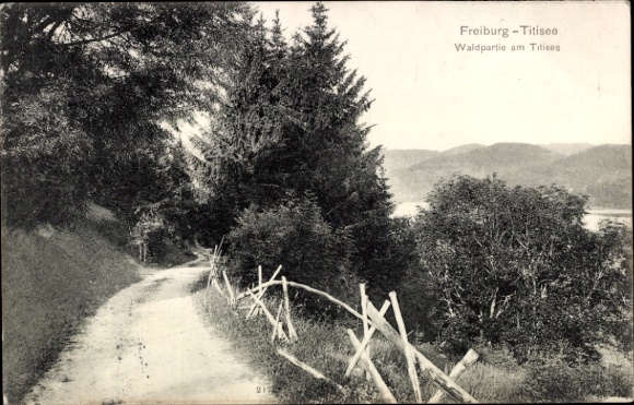 Ak Titisee Neustadt im Breisgau Hochschwarzwald, Waldpartie am  Freiburg- Natur, Weg, Bäume