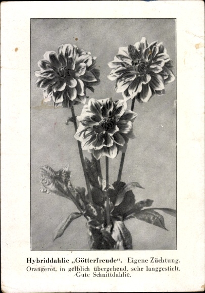 Ak Berlin Tempelhof Mariendorf, hybride dahlia 'Götterfreude', eigen kweek. Oranjerood, in ge...