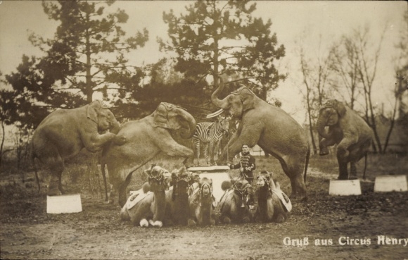 Photo Postcard Circus Henry, dressage, elephants, camels, zebra