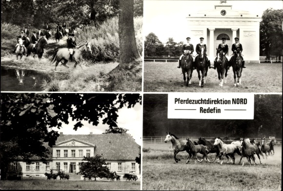 KP Redefin w Meklemburgii, VE Dyrekcja Hodowli Koni Północ, skład ogierów, jeźdźcy, konie