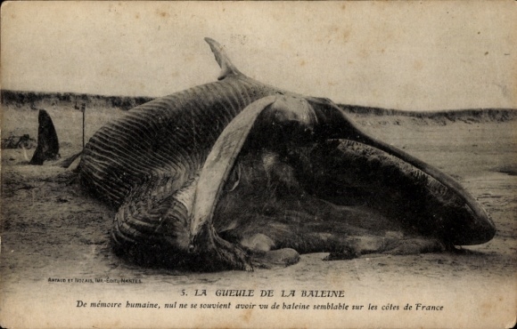 Postcard France, whale on the beach