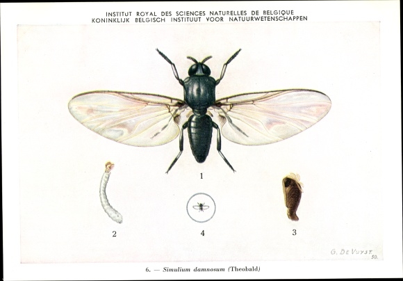 Artist Postcard Devuyst, Simulium damnosum, mosquito