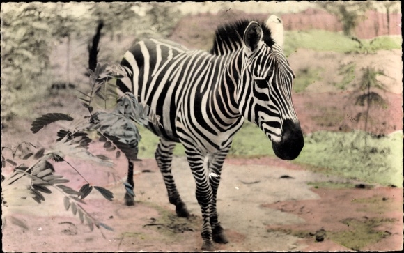 Postcard wildlife in Africa, zebra