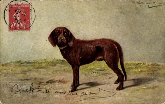 Artist Postcard Müller, M. jun., animal portrait, dog
