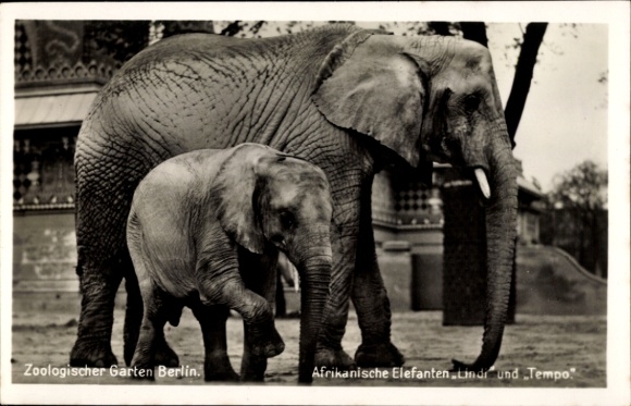 Ak Berlin, Zoologischer Garten, Afrikanische Elefanten Lindi und Tempo