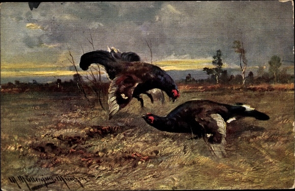 Artist PC Müller, August, capercaillie in the wild, game birds