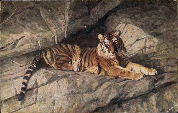 Postcard Hamburg Eimsbüttel Stellingen, Carl Hagenbecks Tierpark, Tigerschlucht, Tiger on rocks