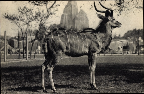 Postcard Paris, Zoological Park, A large male kudu