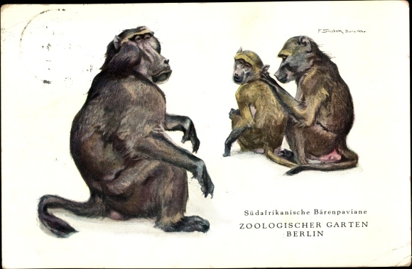 Artist Postcard South African baboons, Zoological Garden Berlin