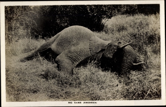 Ak Simbabwe, Rhodesien, Elefantenjagd