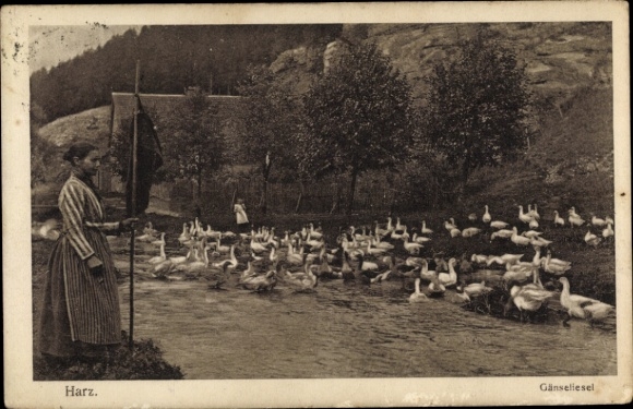 Ak Harz, Landwirtschaft, Gänse, Frau in Schürze