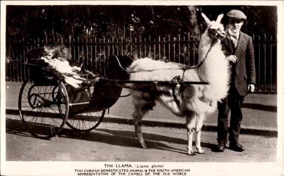 Postcard Lama pulling a carriage, man, children