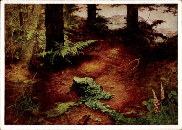 Artist Postcard Kriegel, Willy, Evening Sun in the Forest, HDK 262