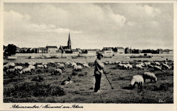 Ak Neuwied am Rhein, Schafe auf Wiese, Stadtansicht mit Kirche, ruhige Landschaft