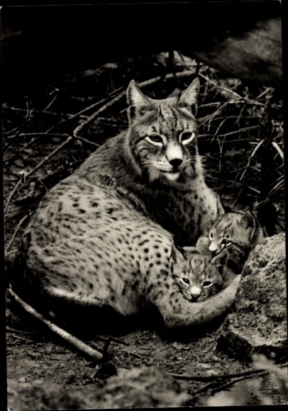 Postcard Berlin Lichtenberg Friedrichsfelde, Tierpark Berlin, Baikal lynx with young