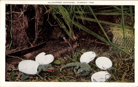 Postcard Alligators hatch from their eggs