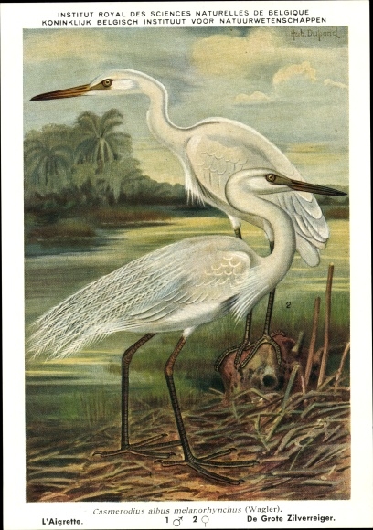 Artist PC Dupond, Casmerodius albus melanorhynchus, egret