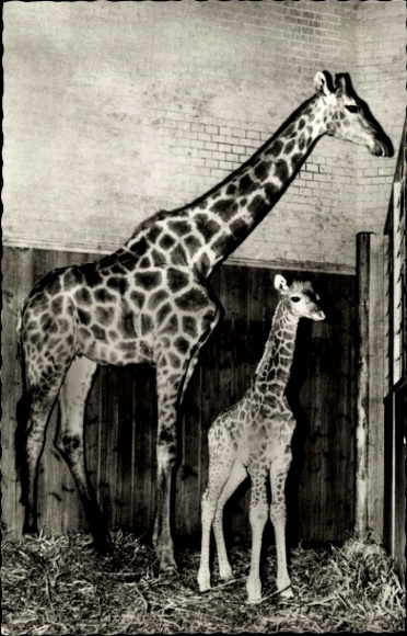 Postcard Zoological Garden Berlin, Angola Giraffe with young