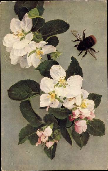 Postcard plum-leaved apple, flowers, bumblebee