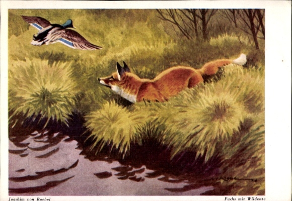 Artist Postcard Roebel, Joachim von, Fox with wild duck, Wiechmann picture cards