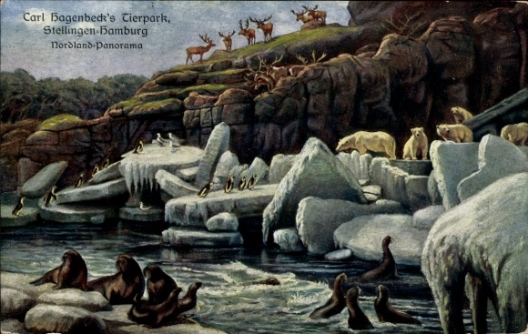 Postcard Hamburg Eimsbüttel Stellingen, Carl Hagenbeck's Tierpark, Nordland Panorama, polar bears, seals
